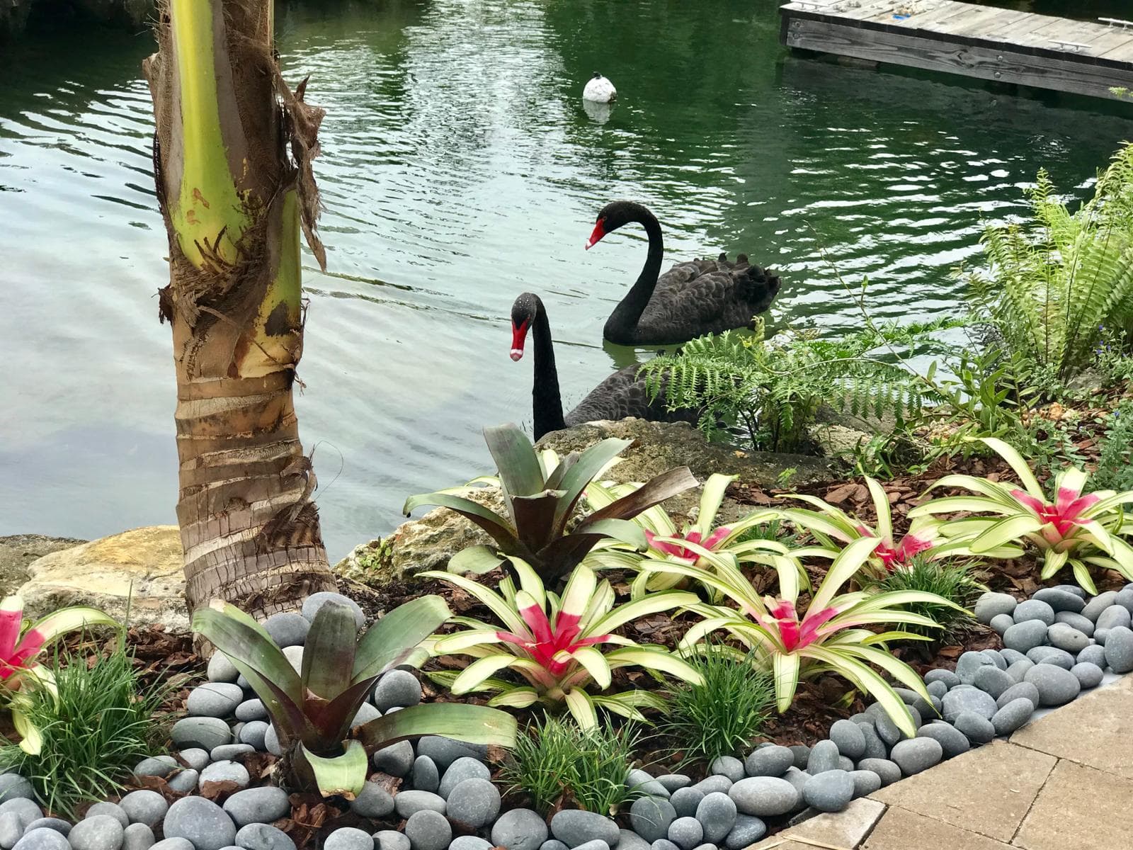 Lakeside Garden — Bromeliads & Black Swans