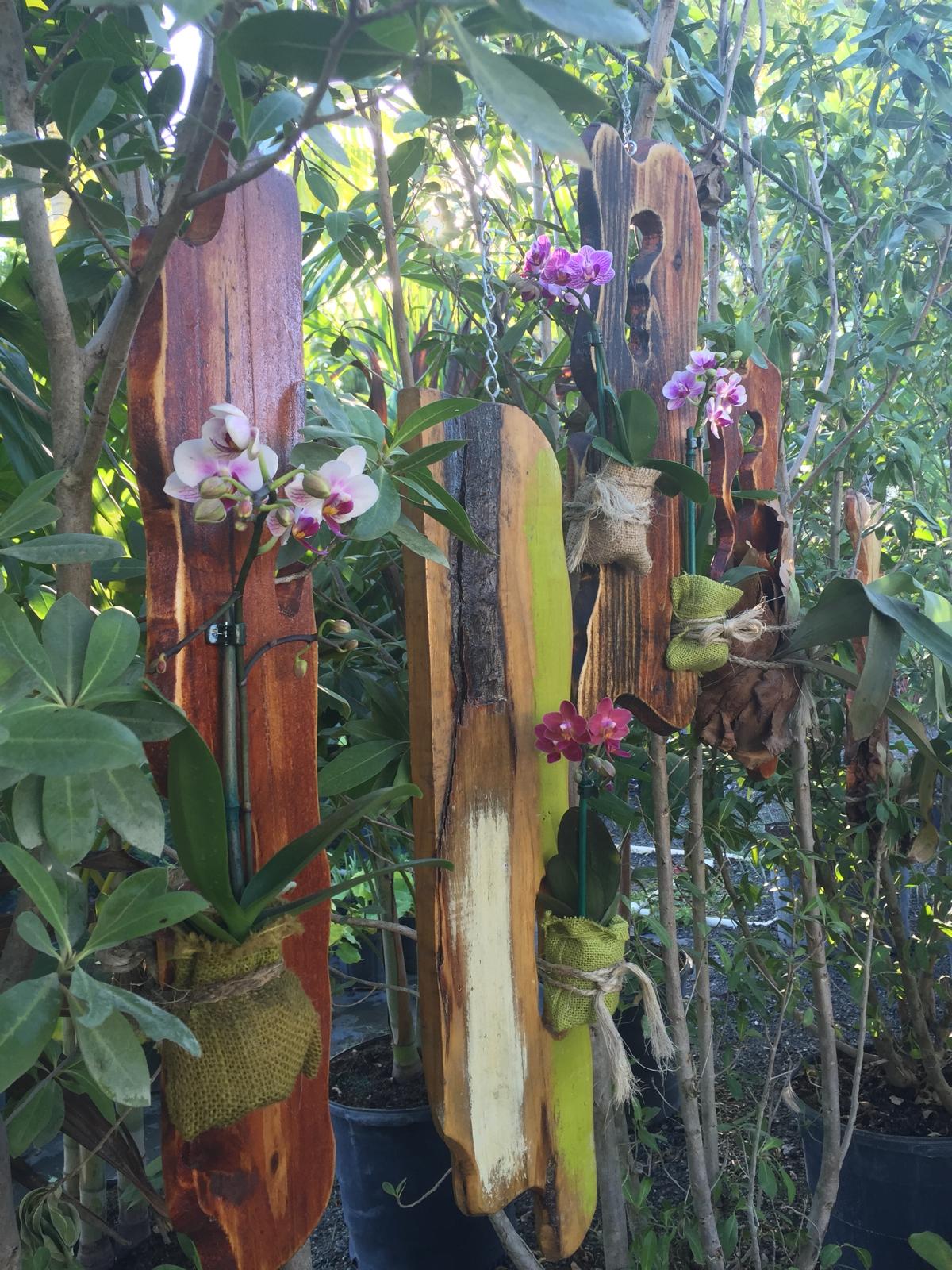 Orchid Display — Maytees Garden Center
