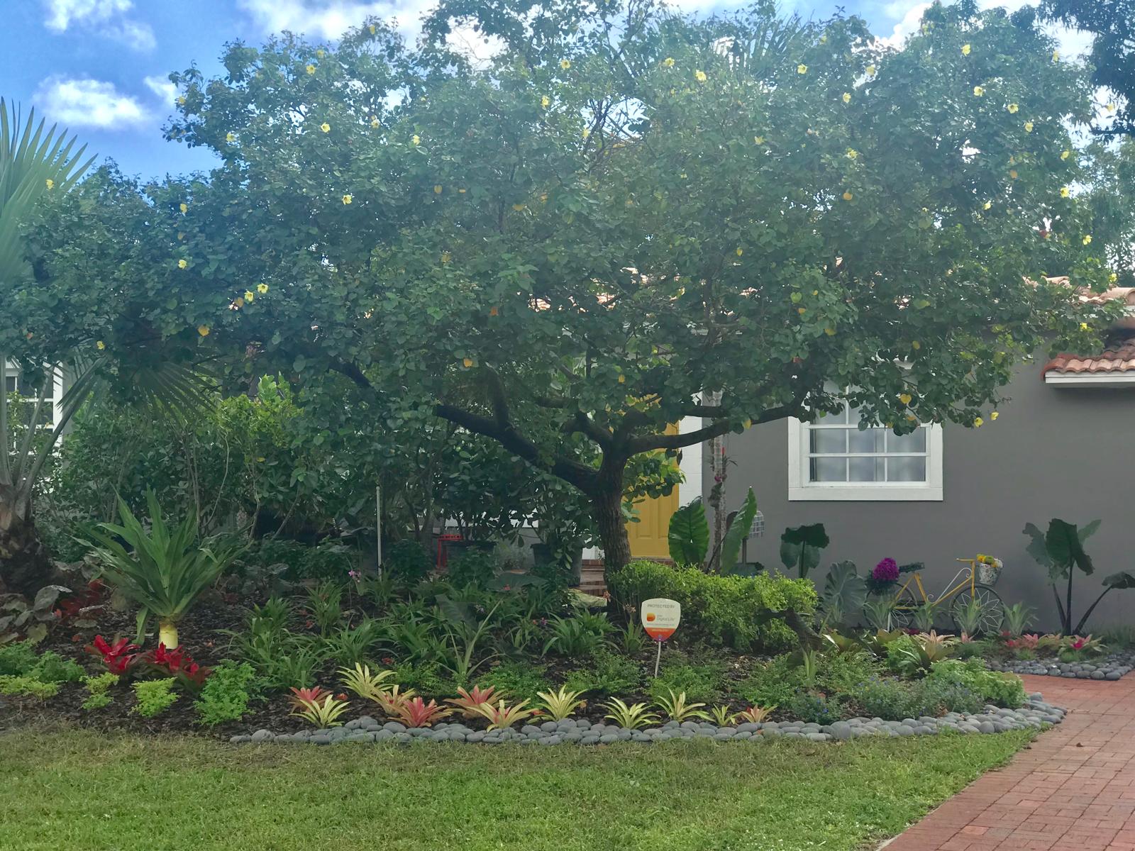 Sea Grape Tree Landscape — Kendall