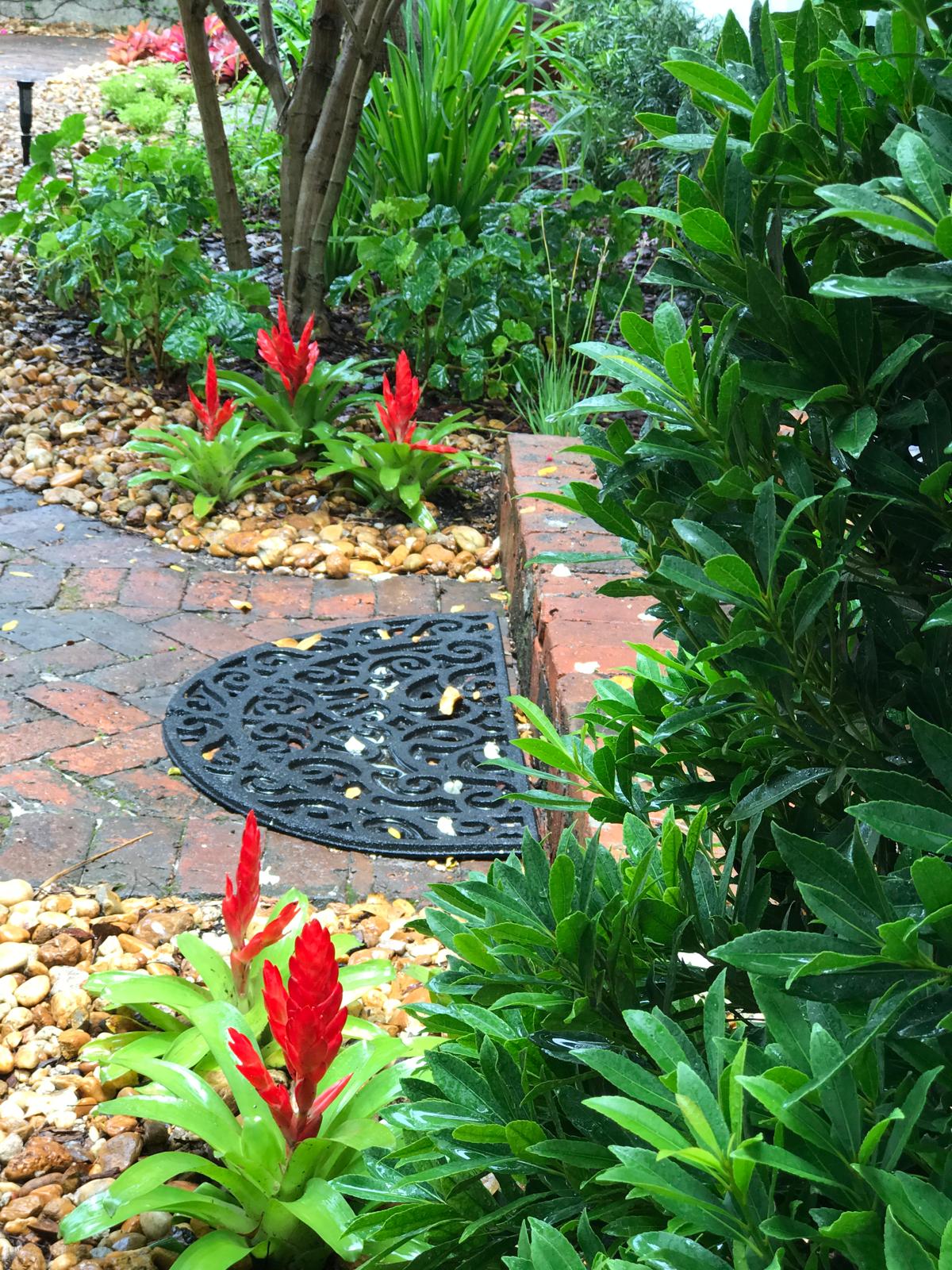 Red Bromeliads Along Garden Path