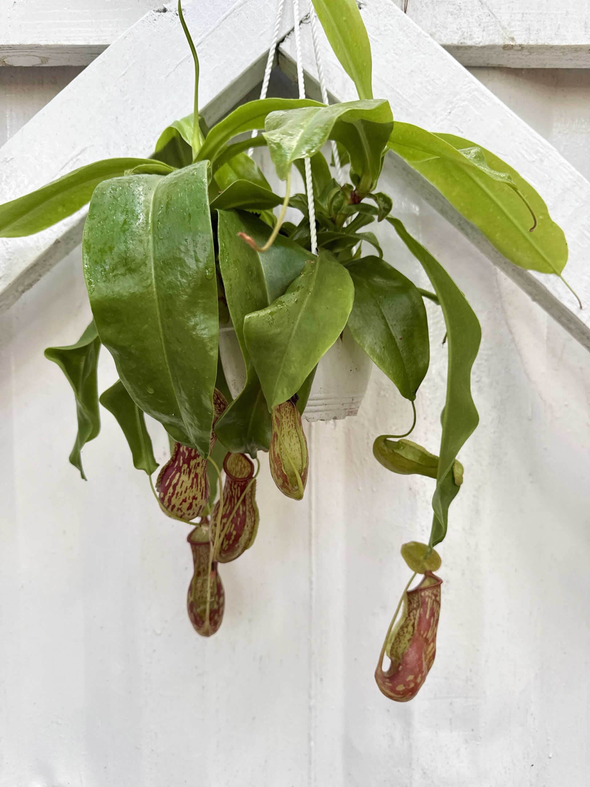 Tropical Carnivorous (Nepenthes) 6"