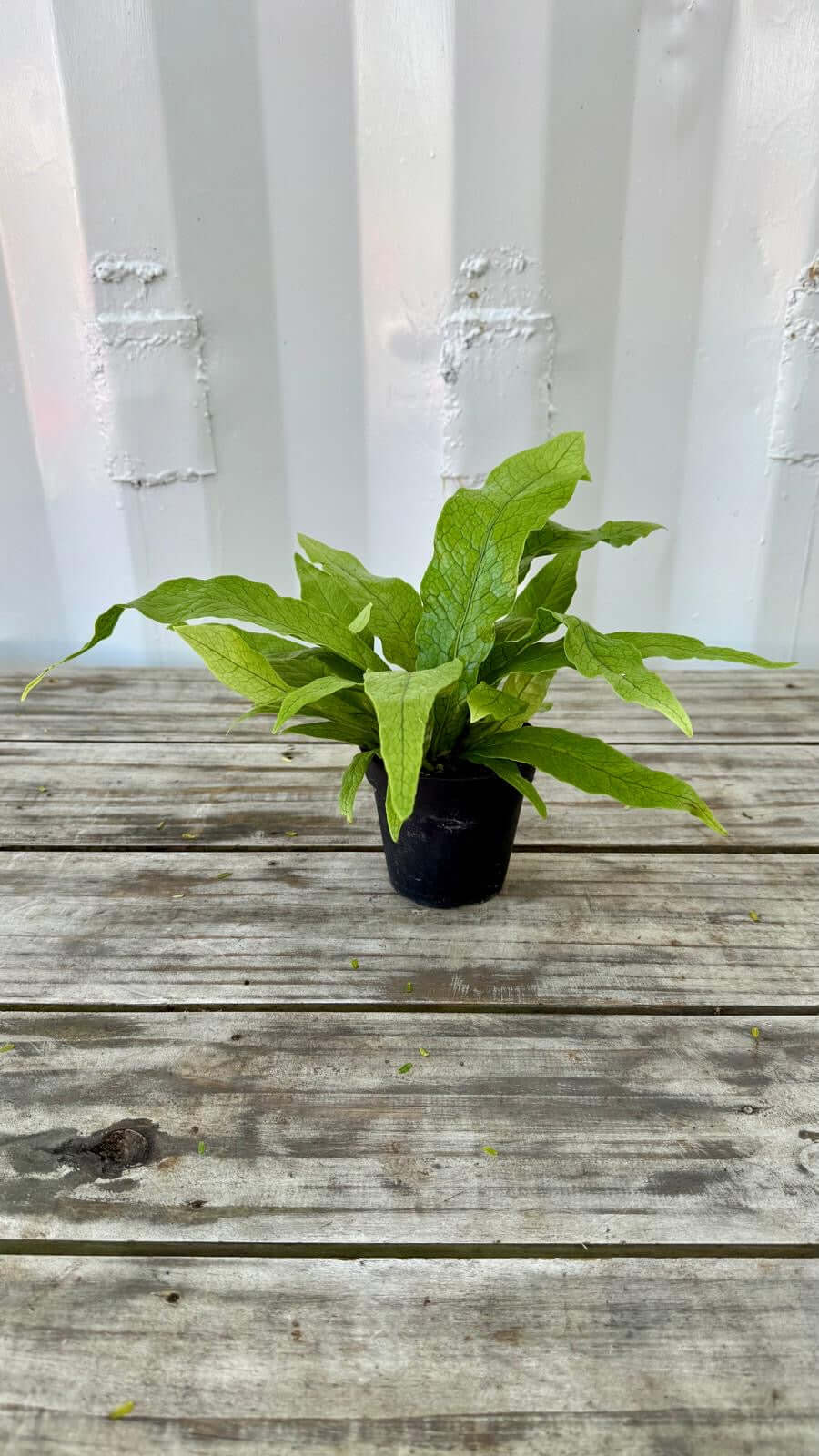 Microsorum musifolium 6"