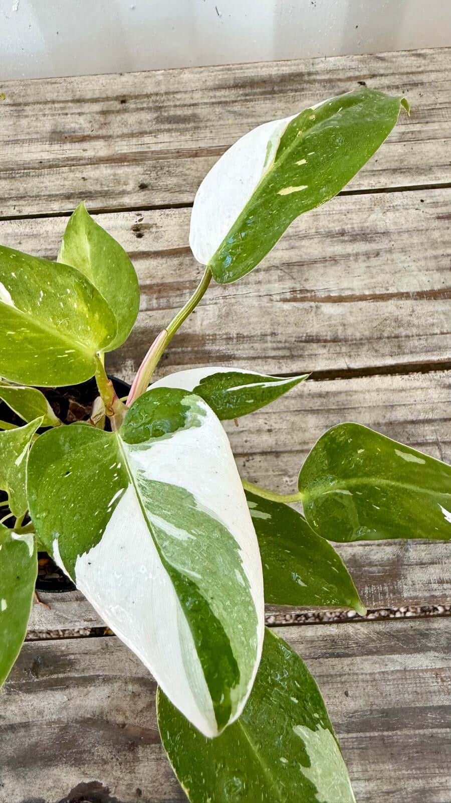 Philodendron White Princess 6"