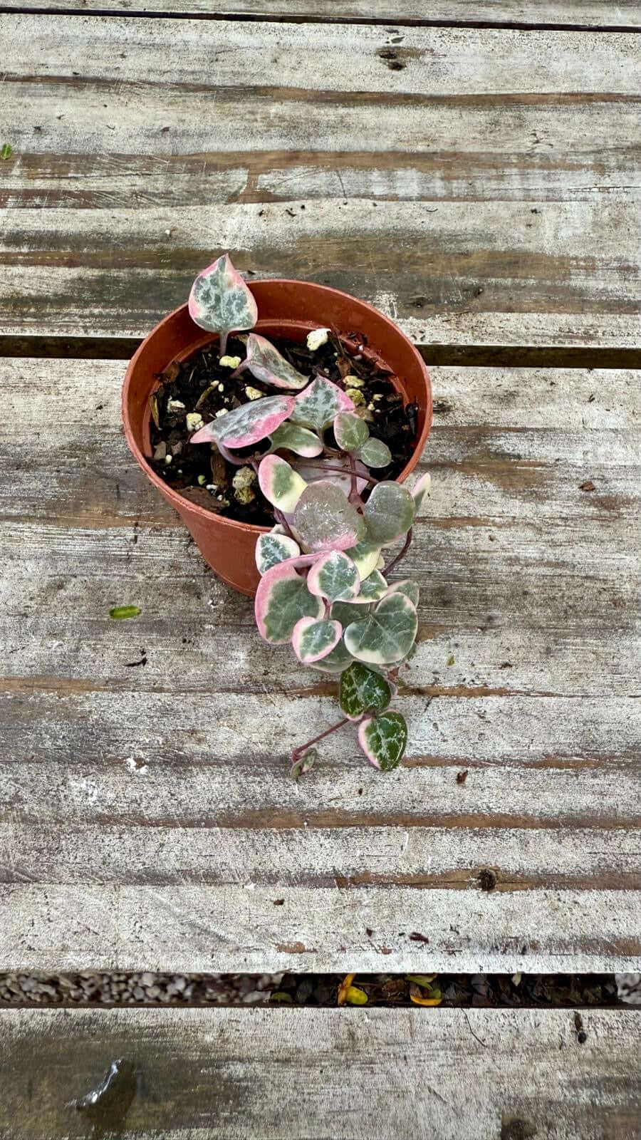 String of Hearts (Ceropegia) 6"