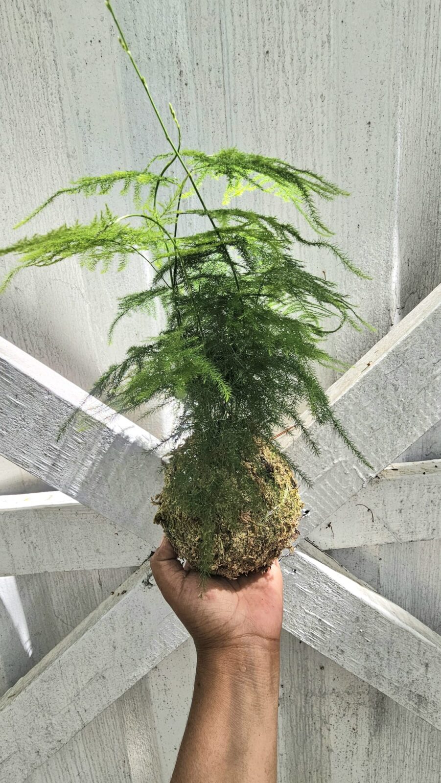 Kokedamas Asparagus setaceus