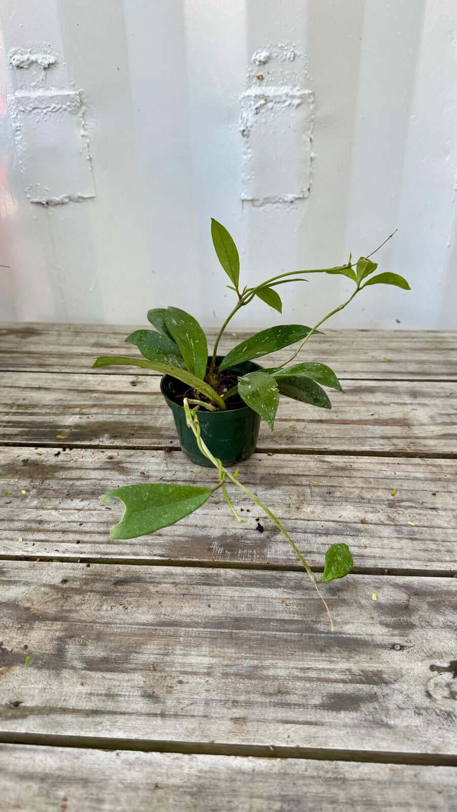 Hoya planta de cera 4"