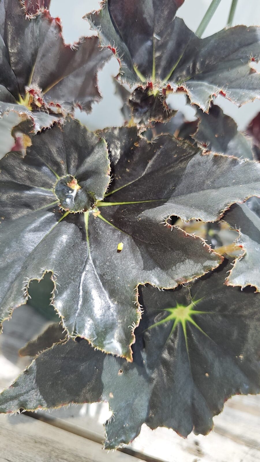 Black Magic Begonia HB 6"