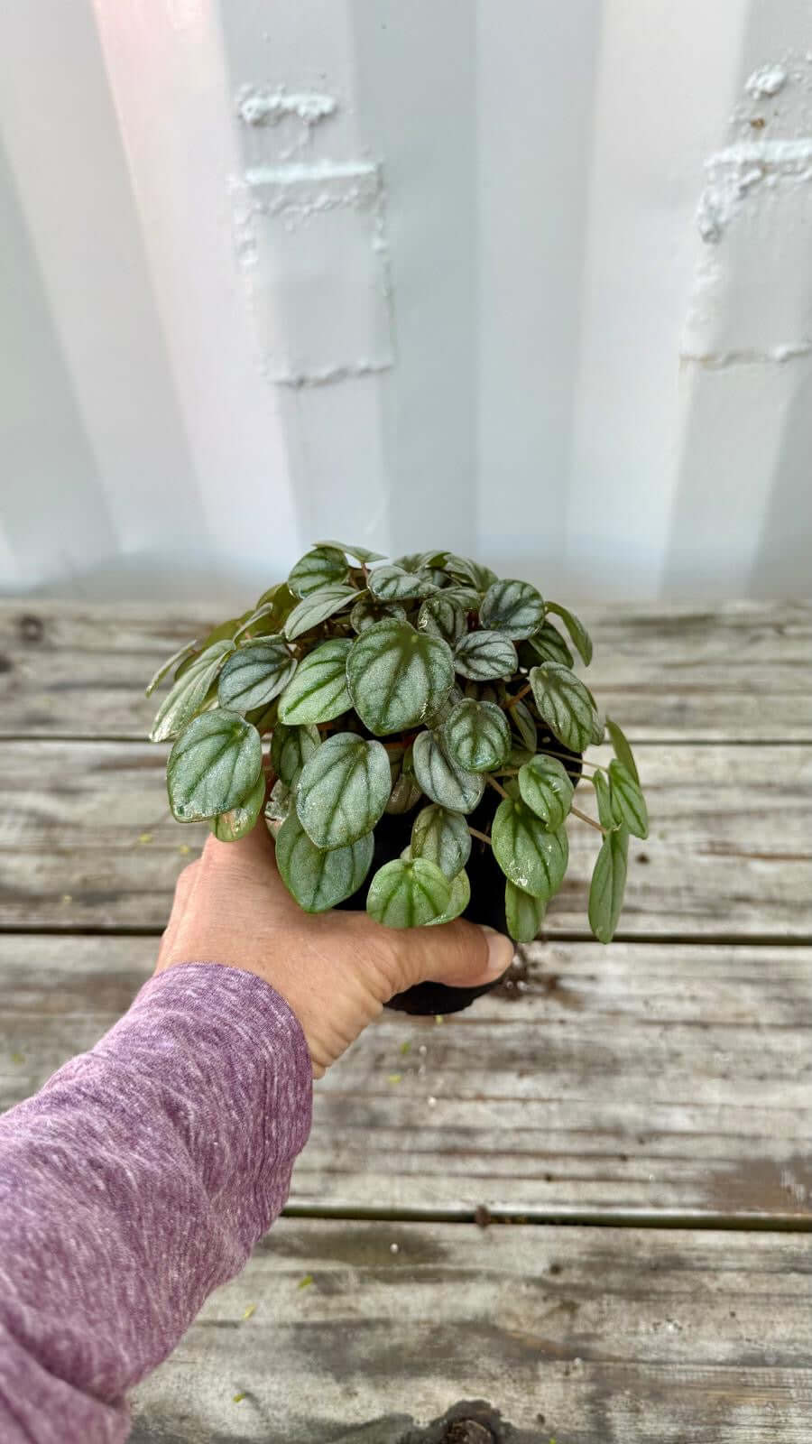 Peperomia 4"