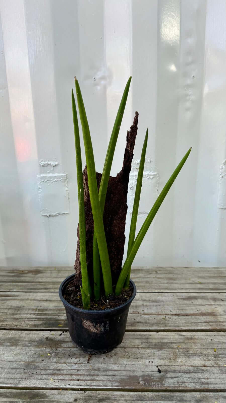 Sansevieria cylindrica 6"