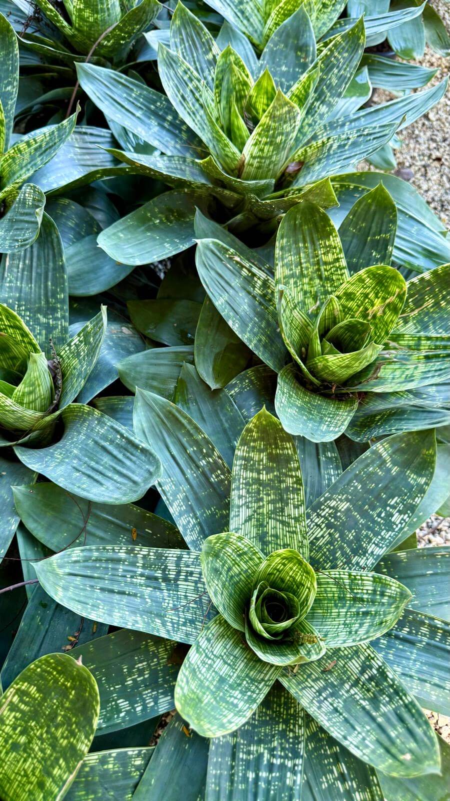 Bromeliad 8"assorted