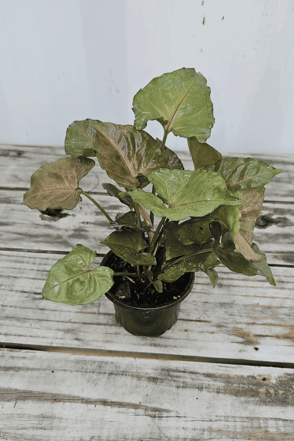 Syngonium 4"