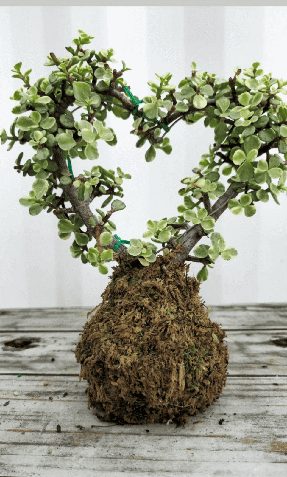 Variegated Jade Heart Kokedama 6"
