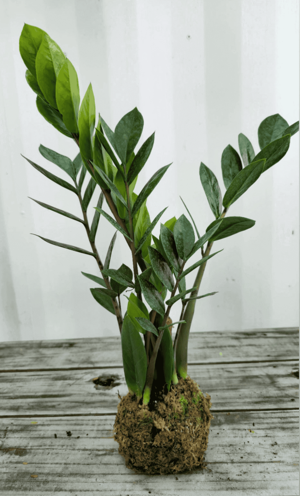 Zamioculcas zamiifolia kokedama 6"