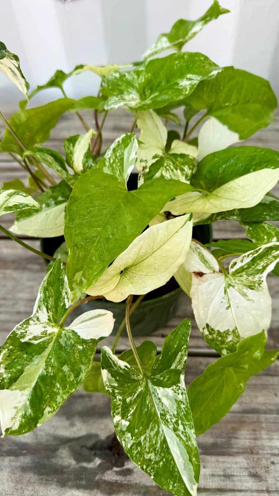 Syngonium Vine Variegated 6"