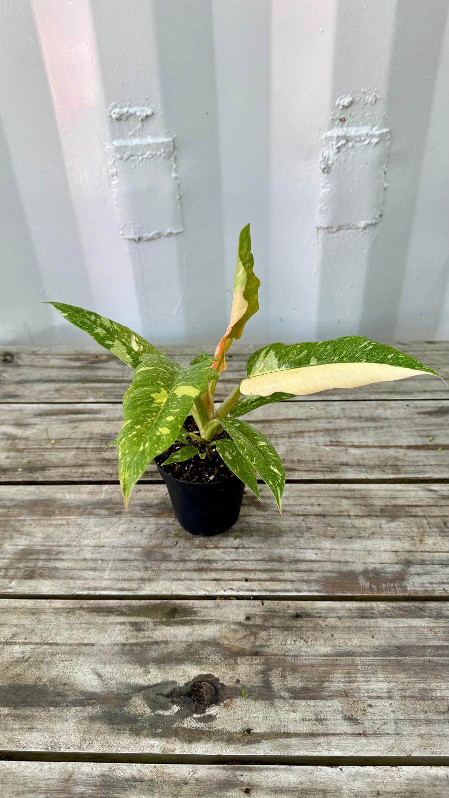 Philodendron Ring of Fire 4"