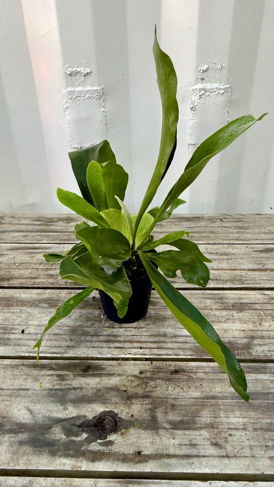 Staghorn Fern (Platycerium) 6"