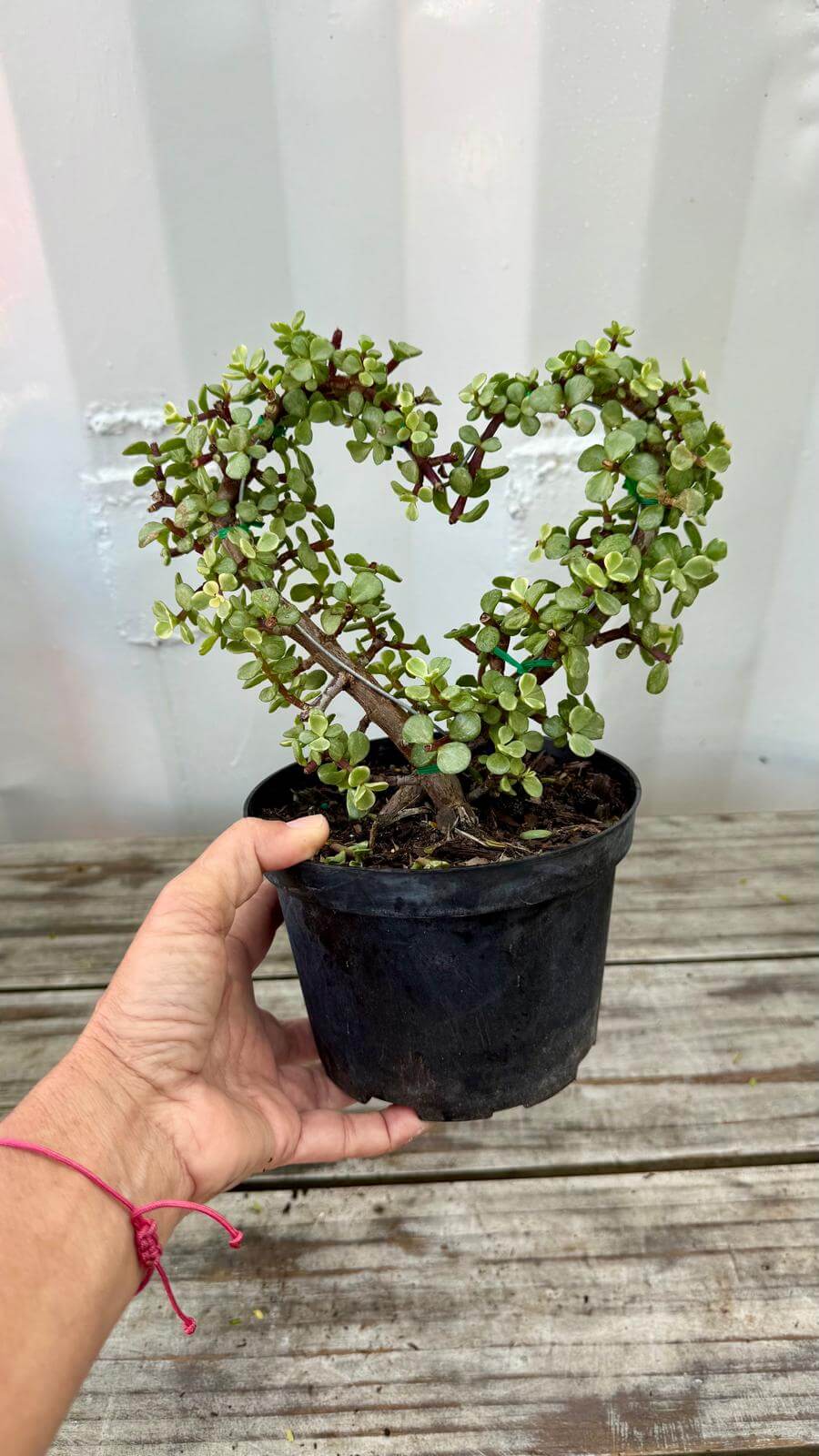 Jade Plant Heart 6"