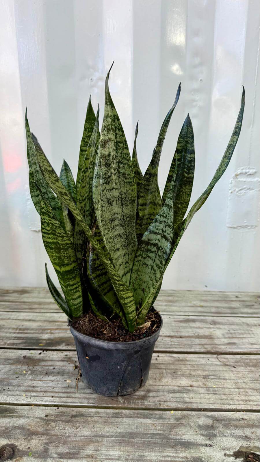 Sansevieria zeylanica 6"