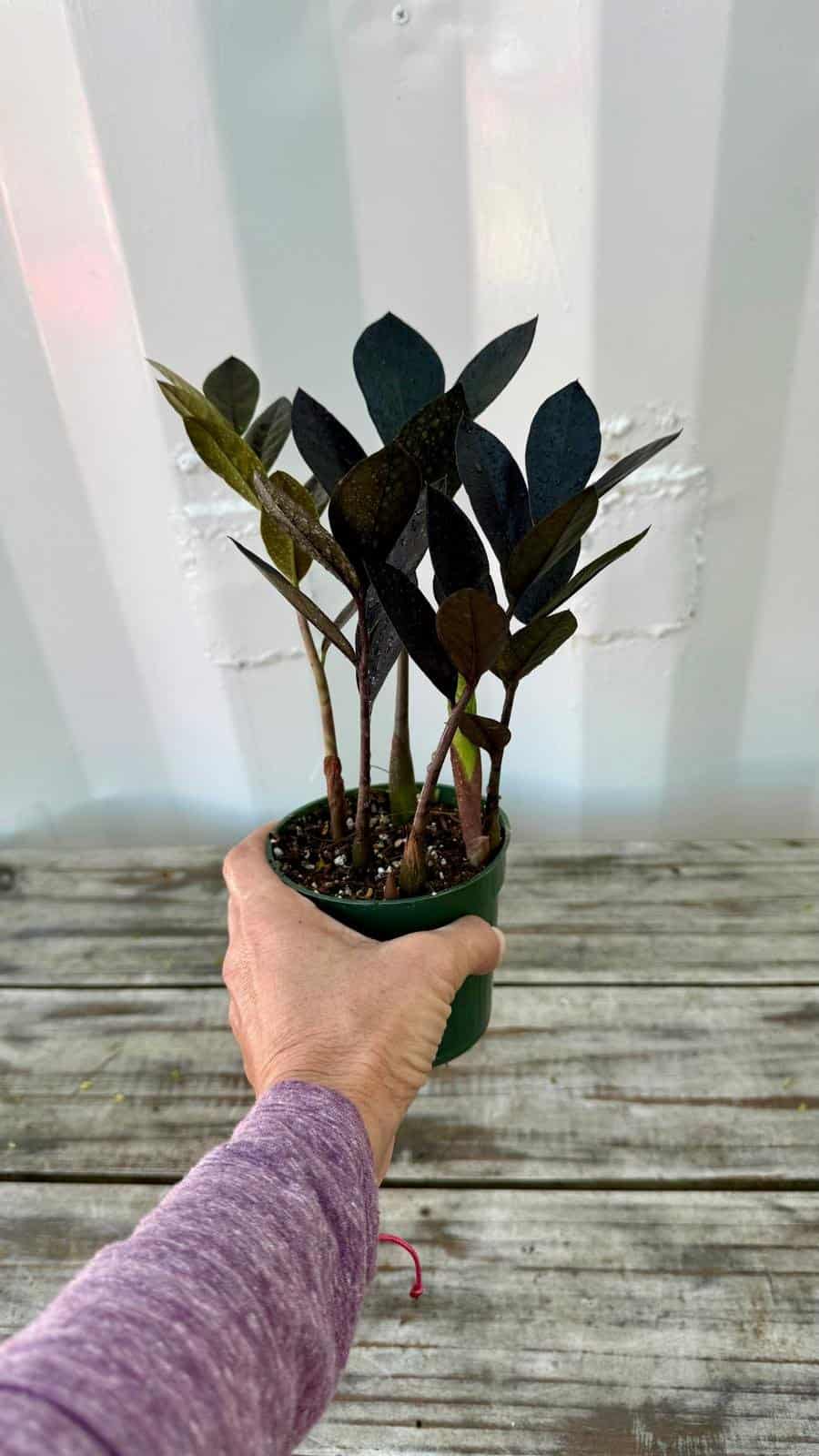 Zamioculcas zamiifolia Black ZZ Plant 4"