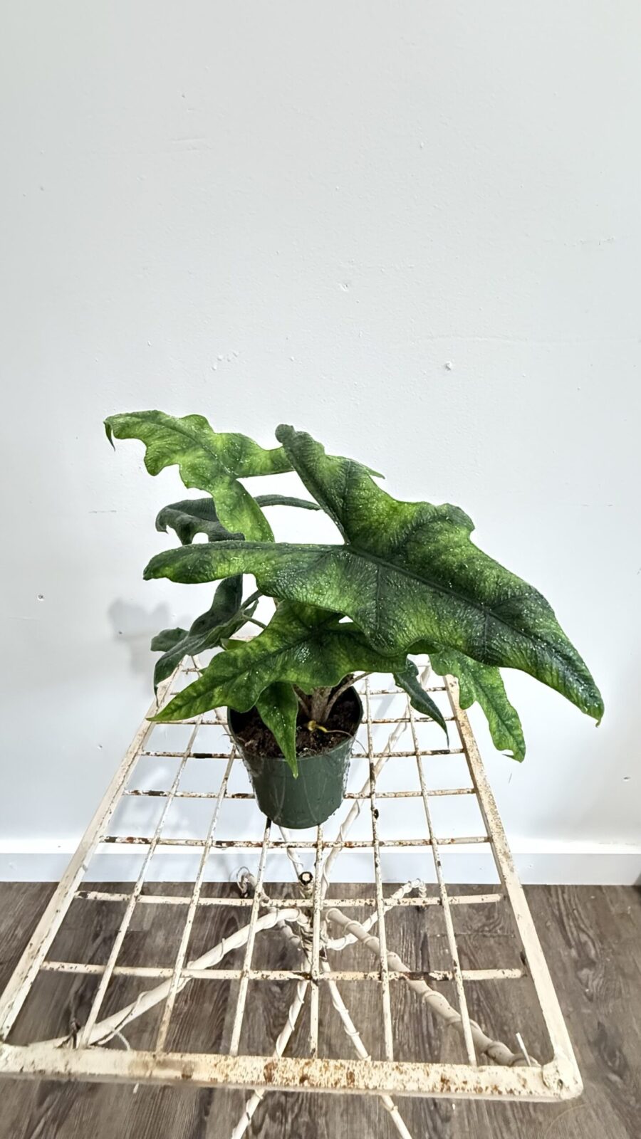 Alocasia Jacklyn 4"