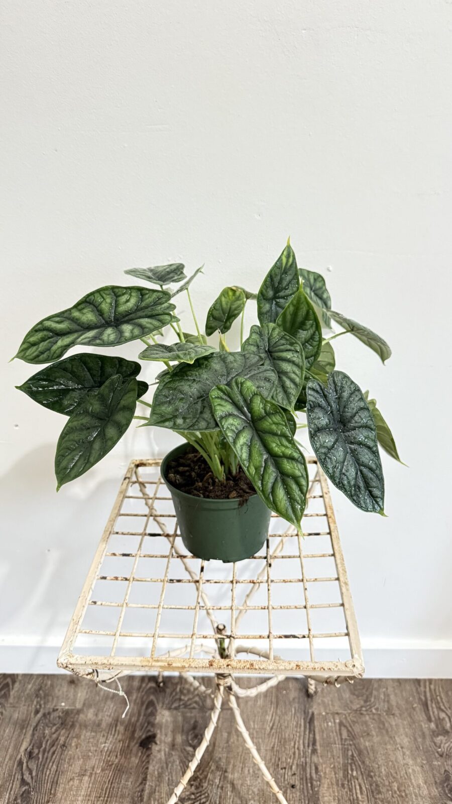Alocasia Dragon Scale 6"