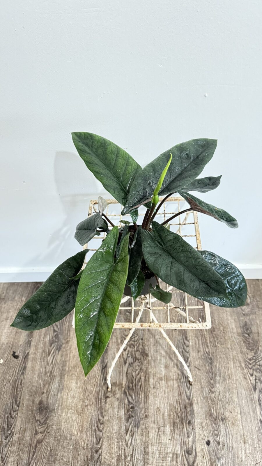 Alocasia Scalprum 6"