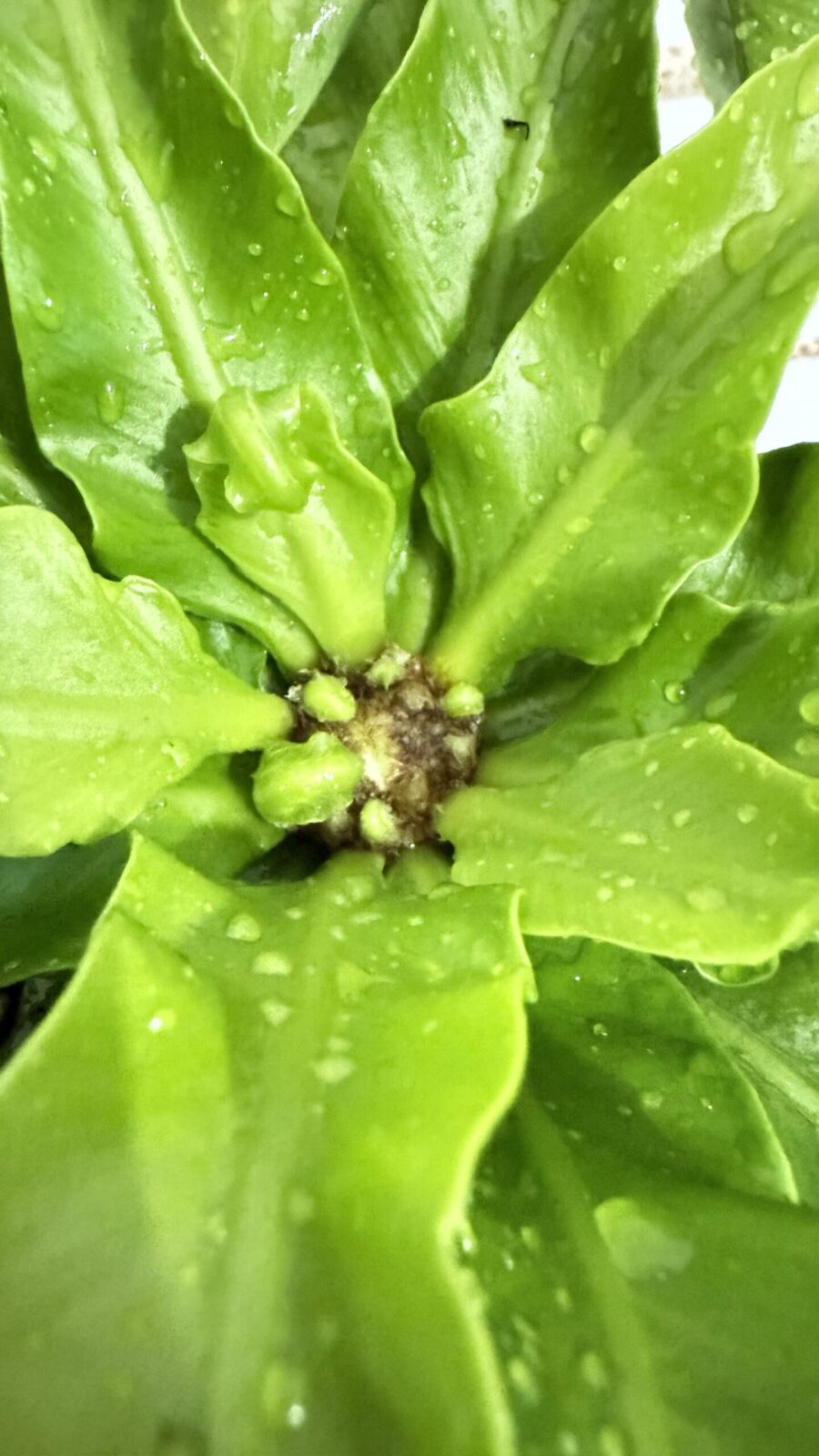 Asplenium antiquum 4"