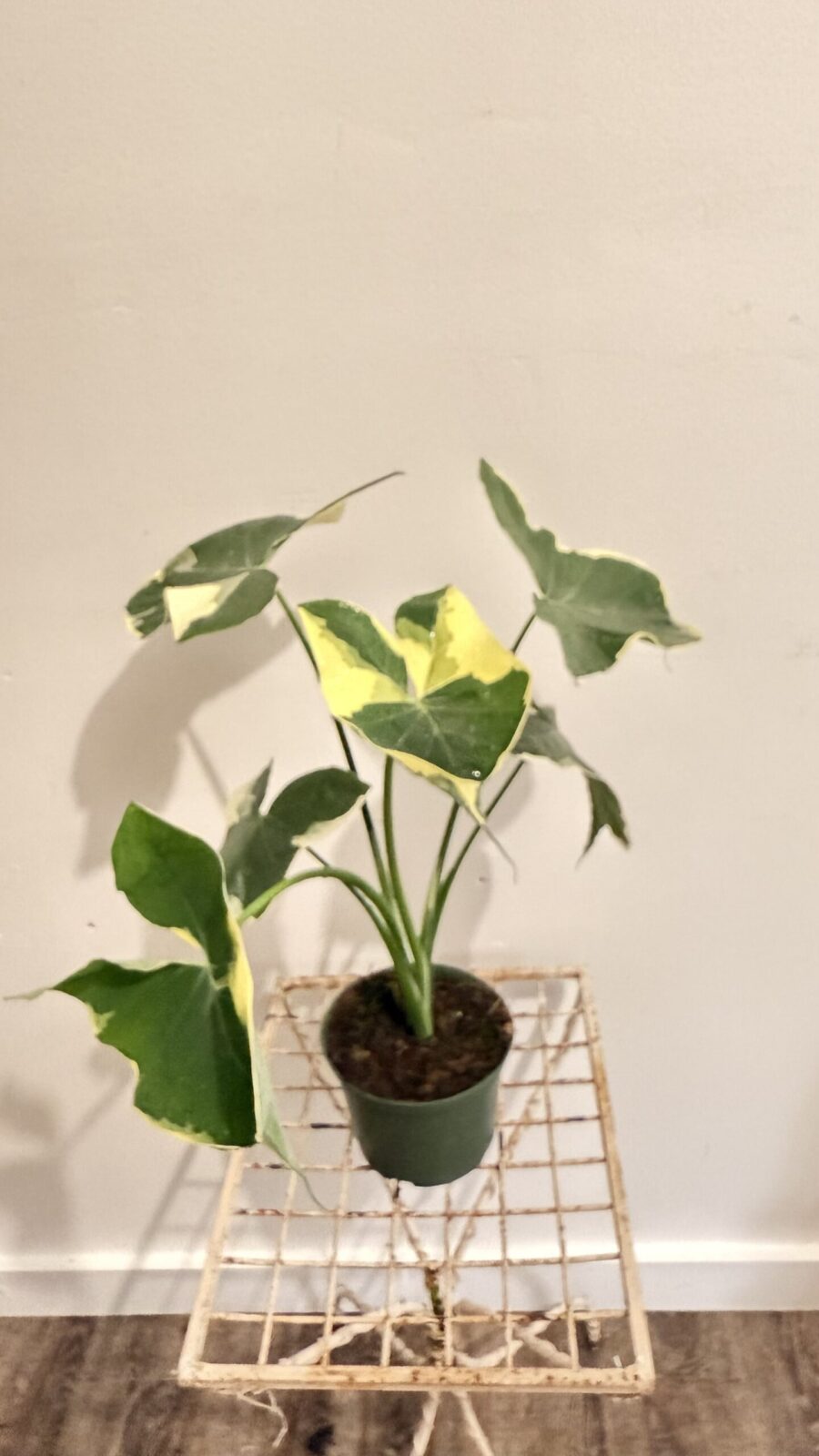 Alocasia Mickey Mouse 6"