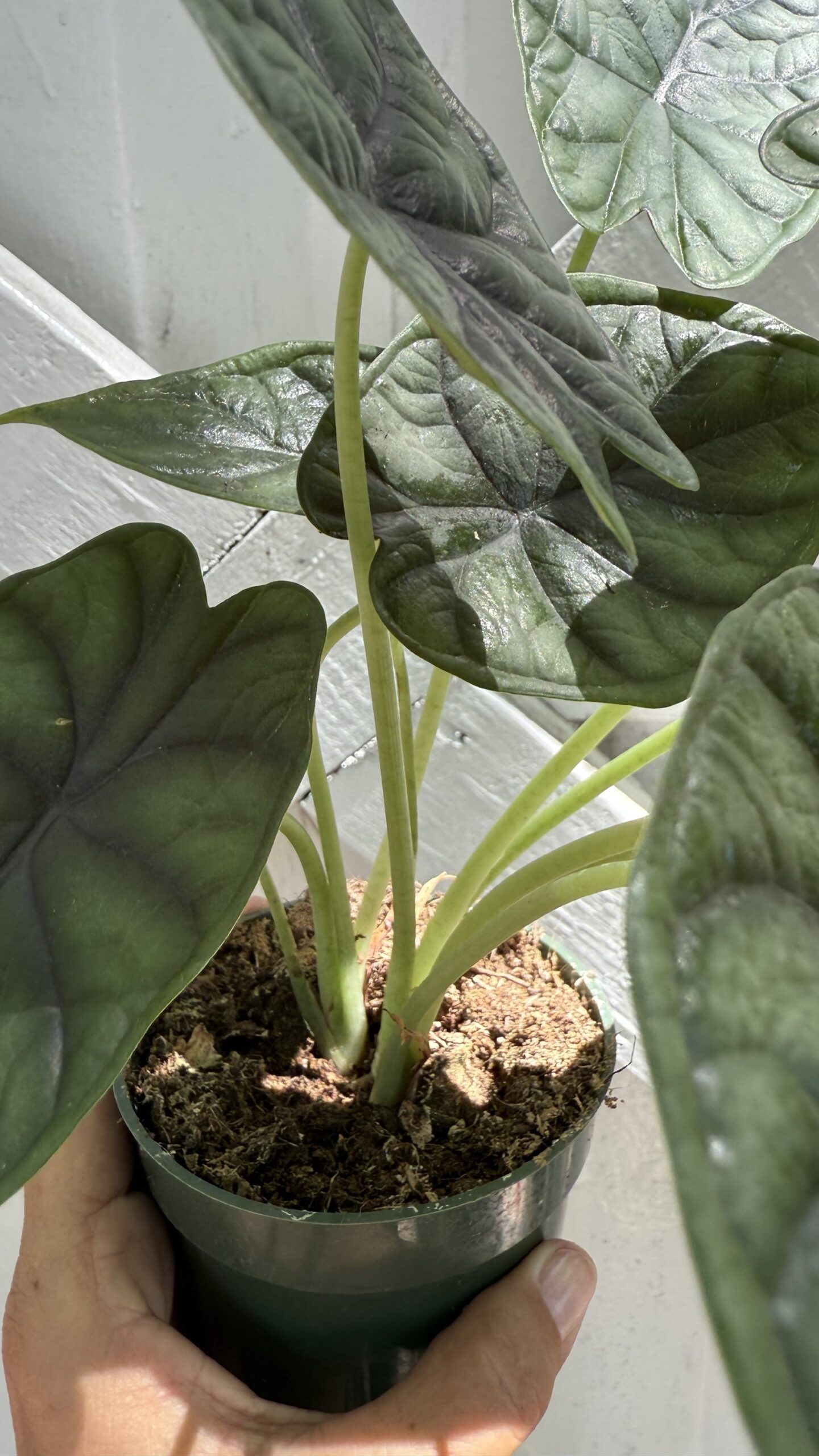 Alocasia Dragon Scale 4”