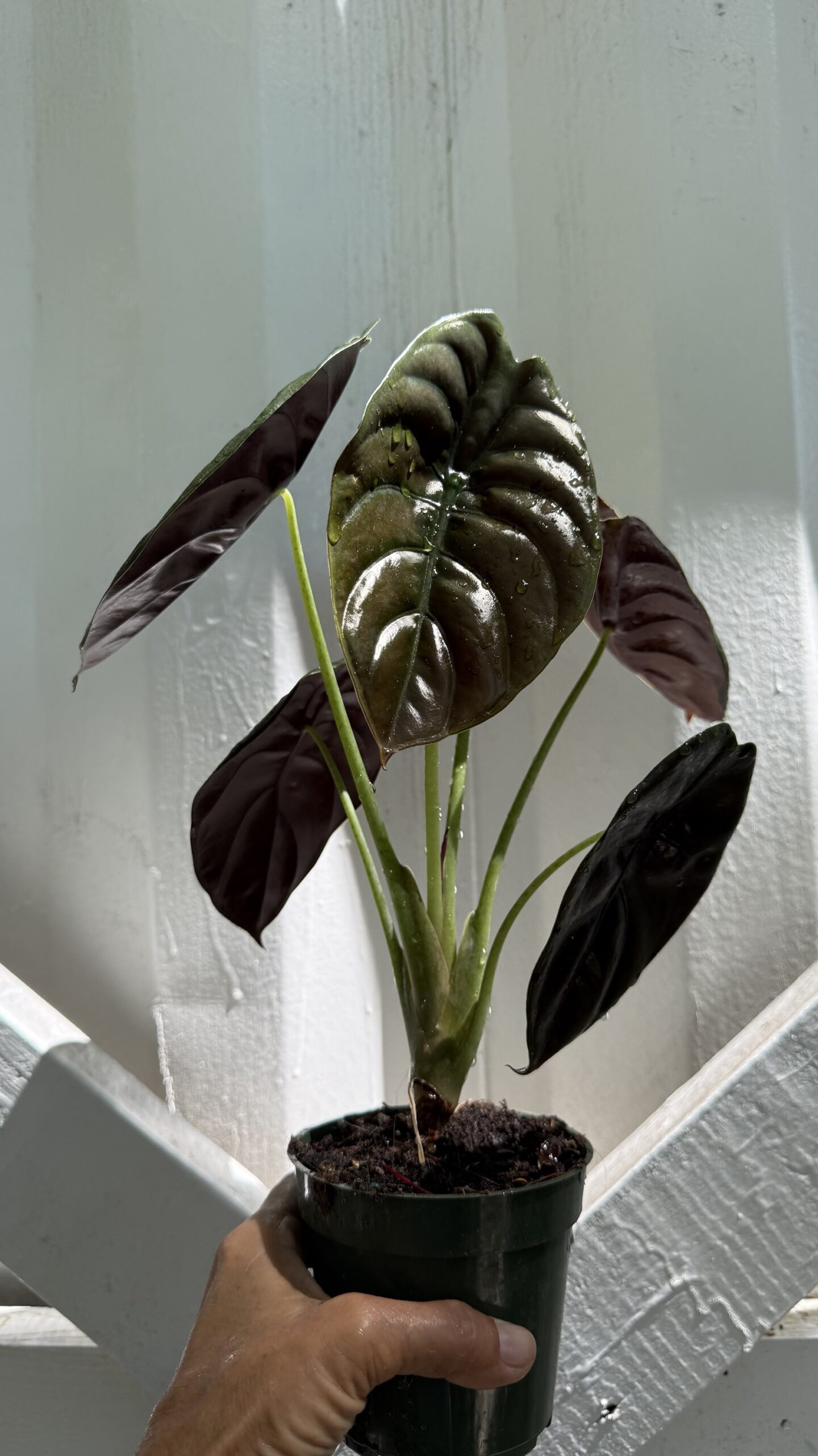 Alocasia Cuprea 4”