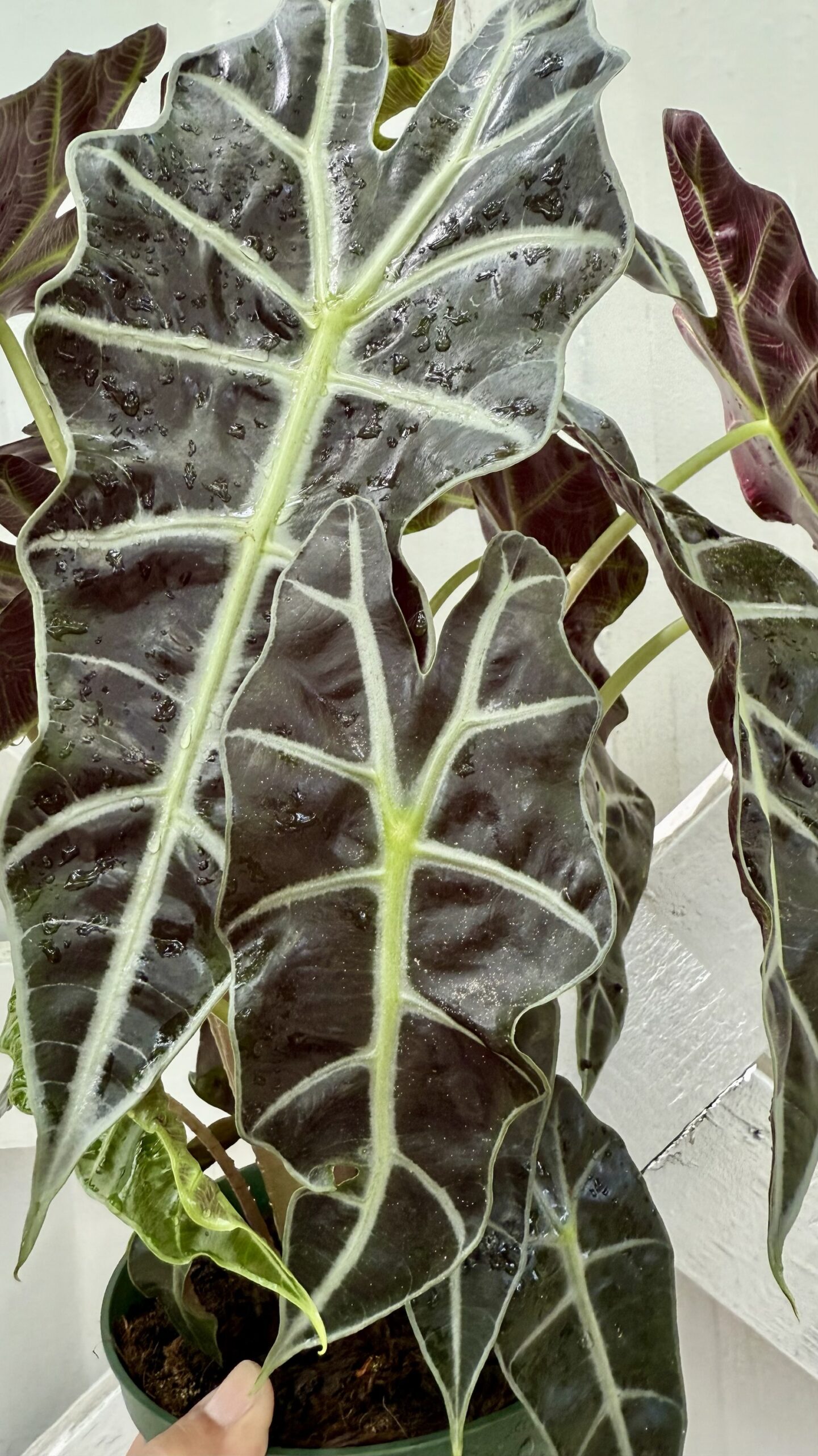 Alocasia Polly 6” pot