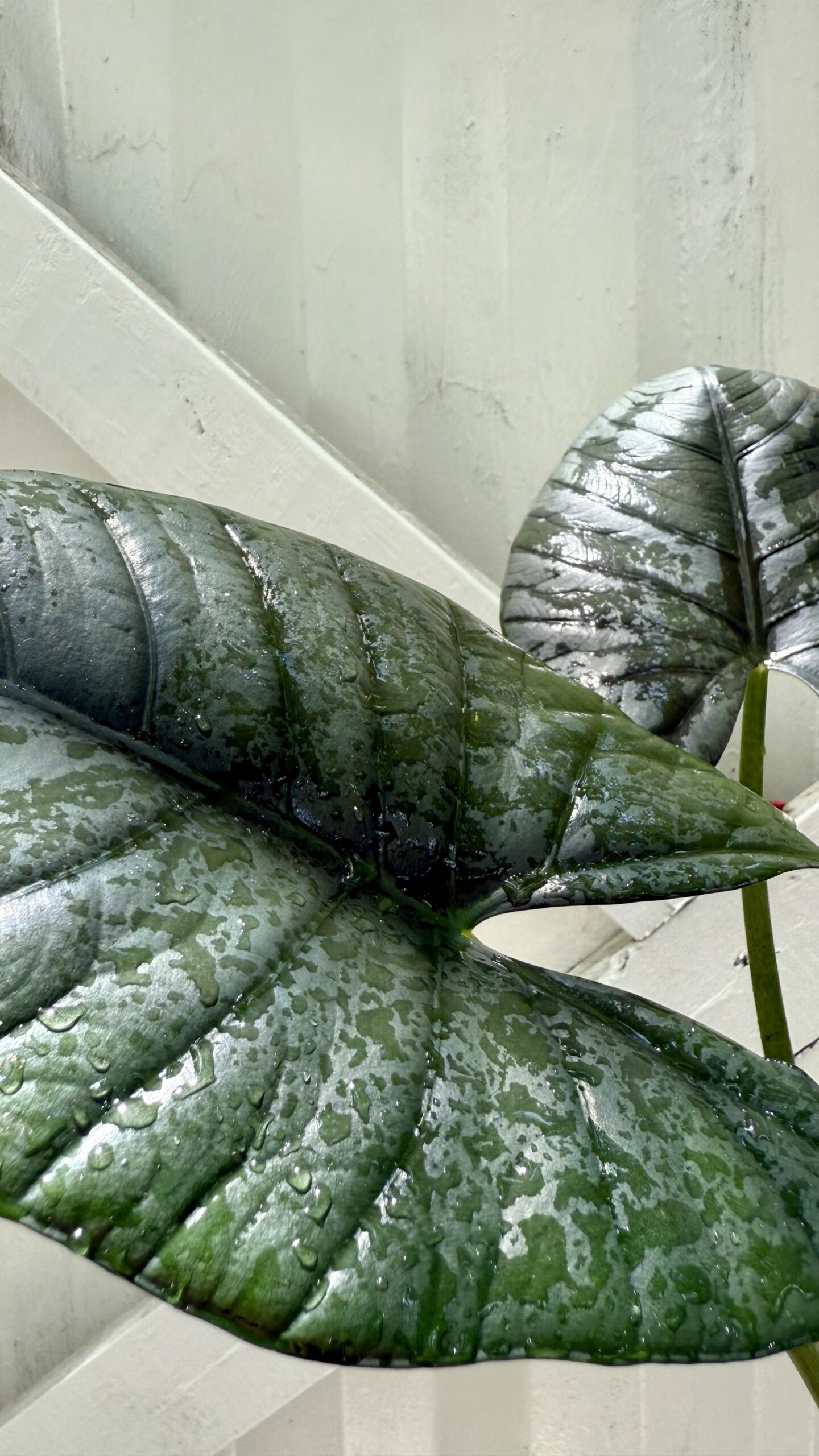 Alocasia Reginae Elaine 4” pot