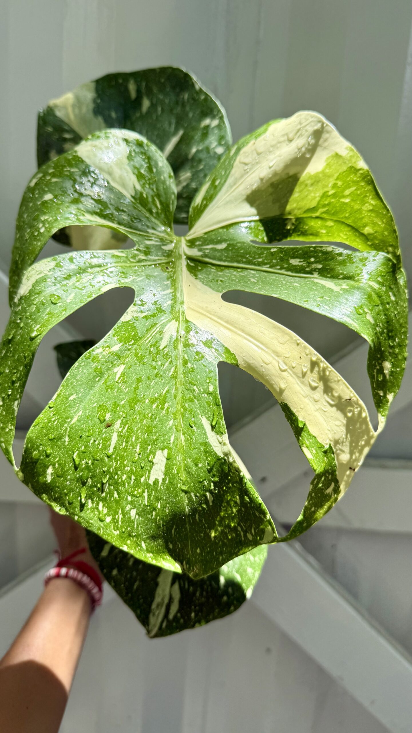Monstera Thai Constellation 6” pot