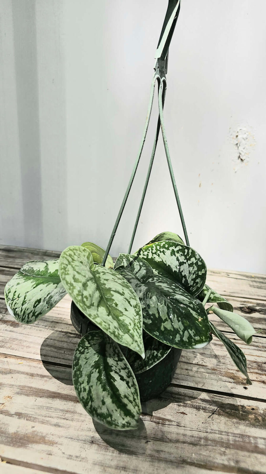 Scindapsus Pictus Satin 6"