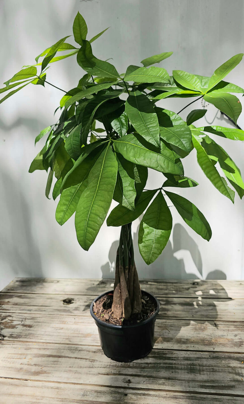 Money Tree (Pachira aquatica) 8”