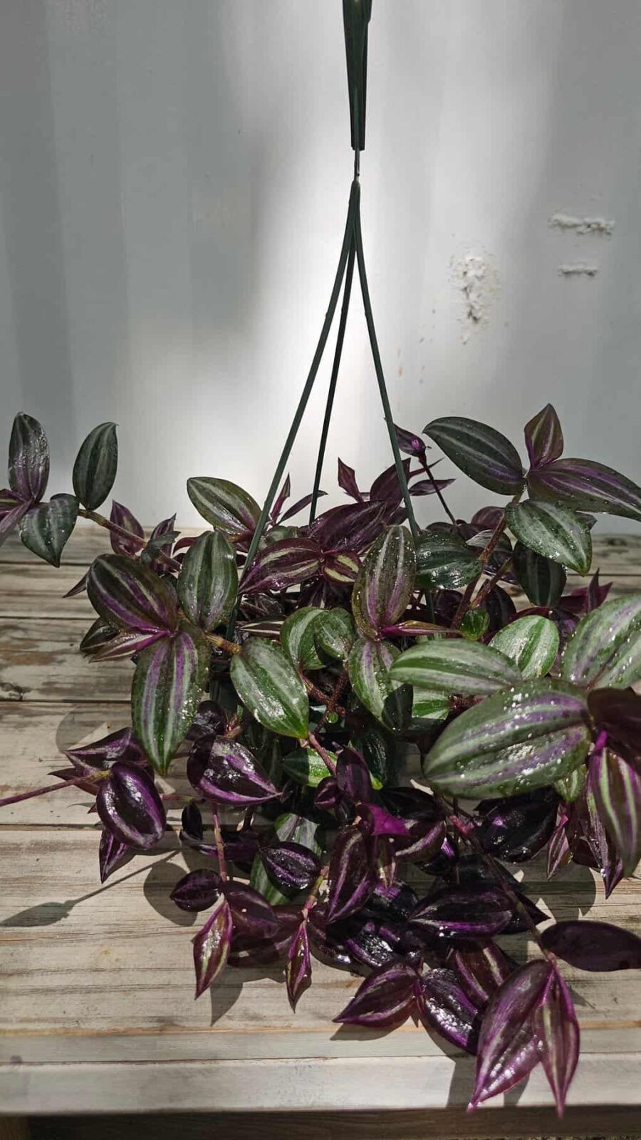 Tradescantia zebrina HB 6"