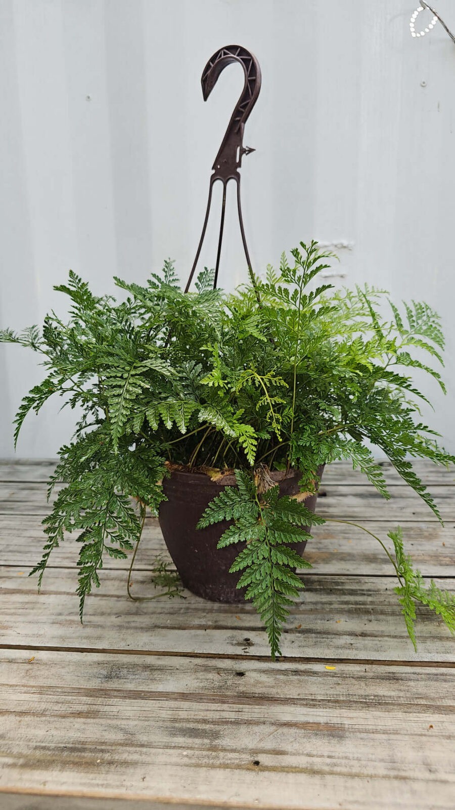 Rabbits Foot Fern HB (Davallia) 8"