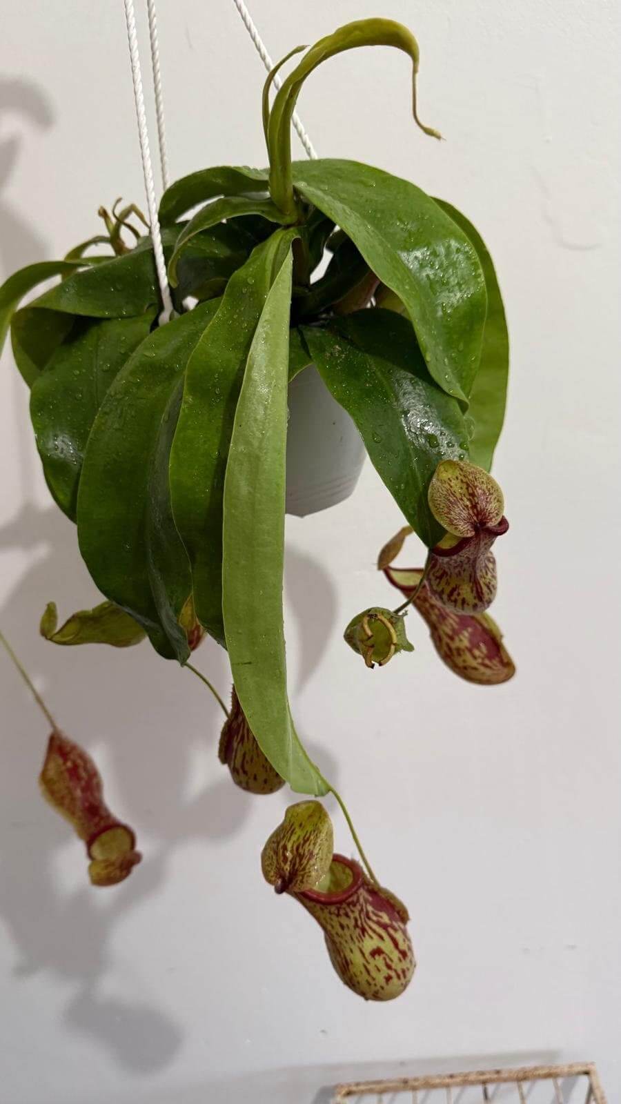 Tropical Carnivorous (Nepenthes) 6"