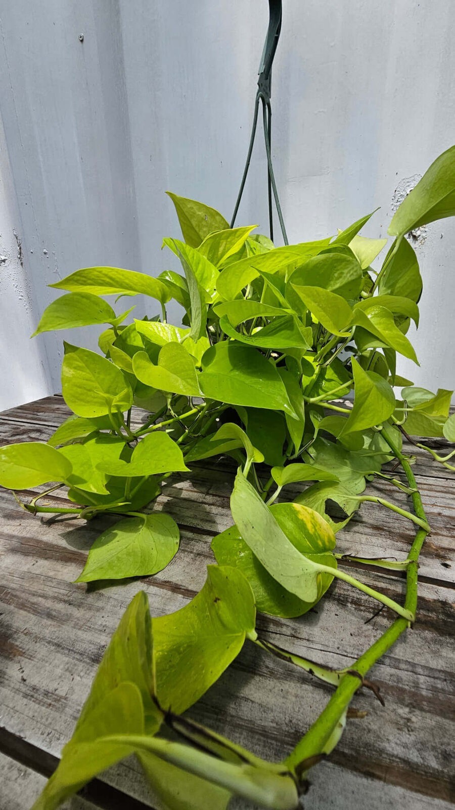Pothos Neon 8"