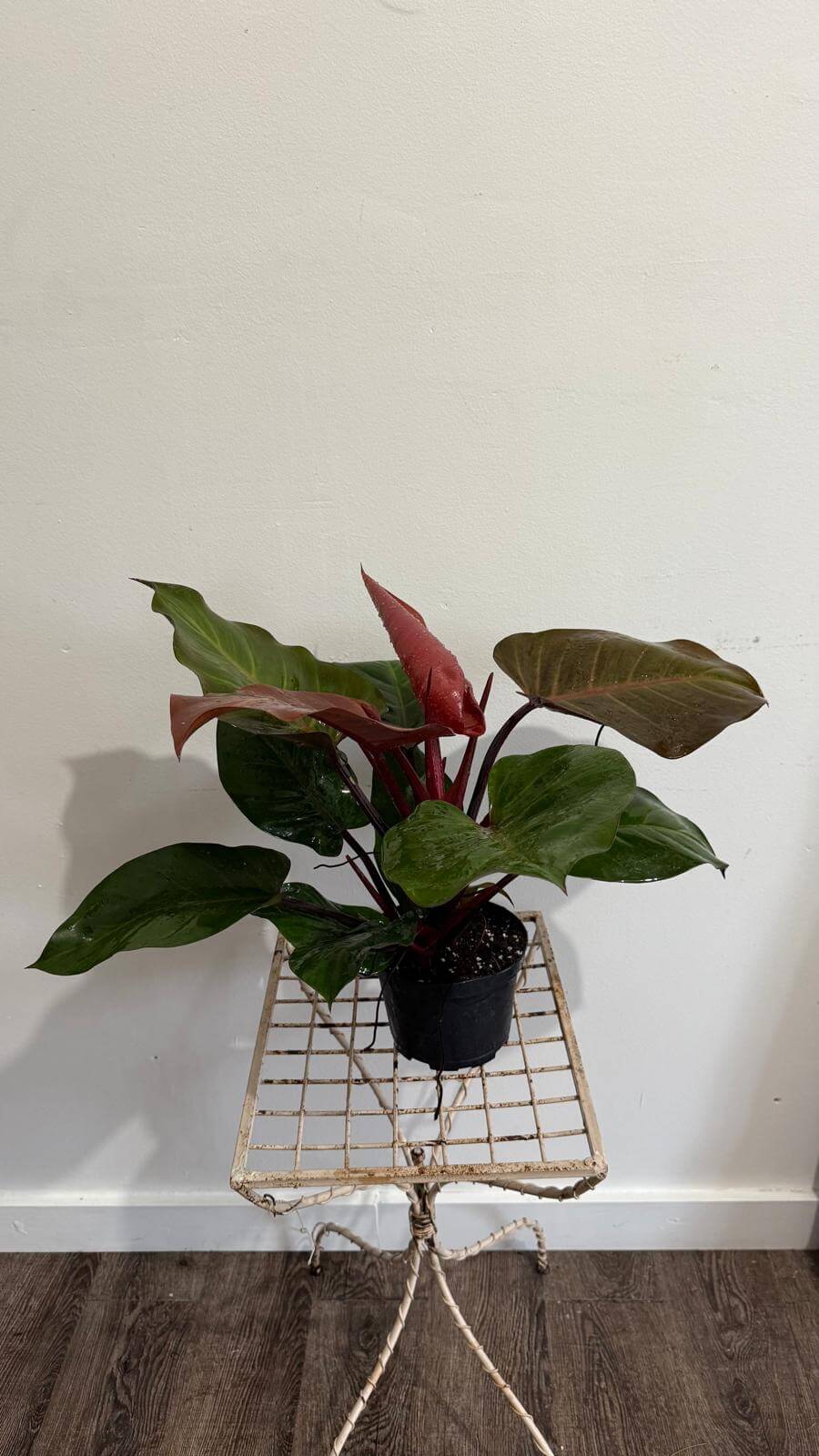 Philodendron Sun Red 6"