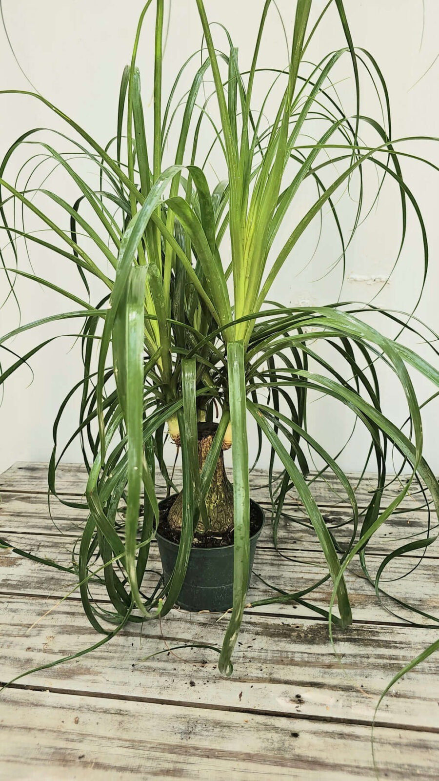 Ponytail Palm (Beaucarnea) 6"