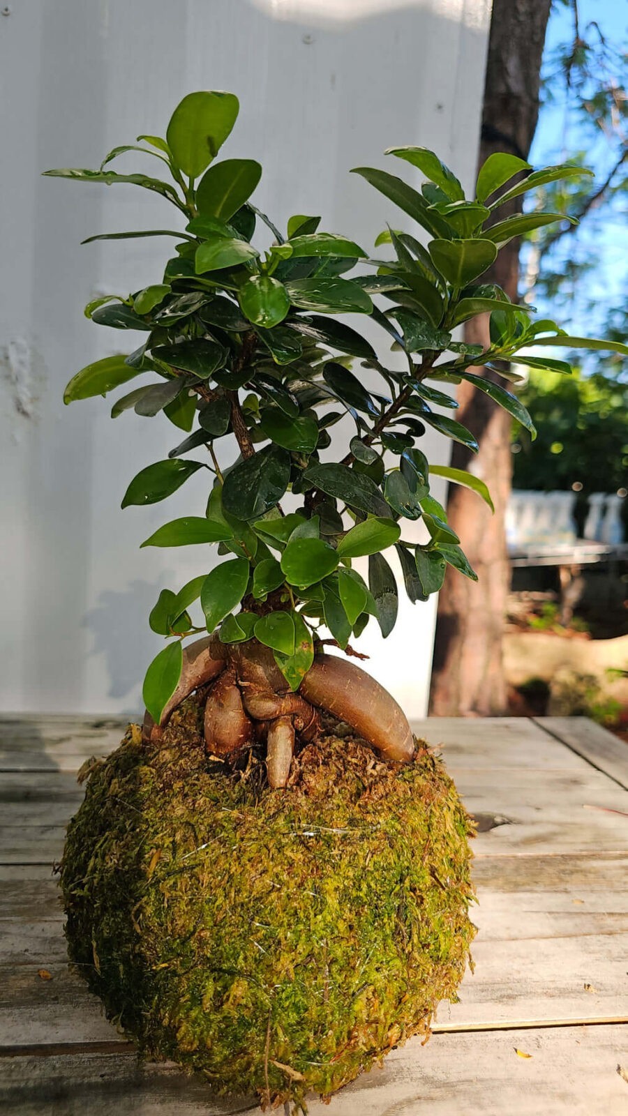 Ficus Ginseng 6"Kokedama