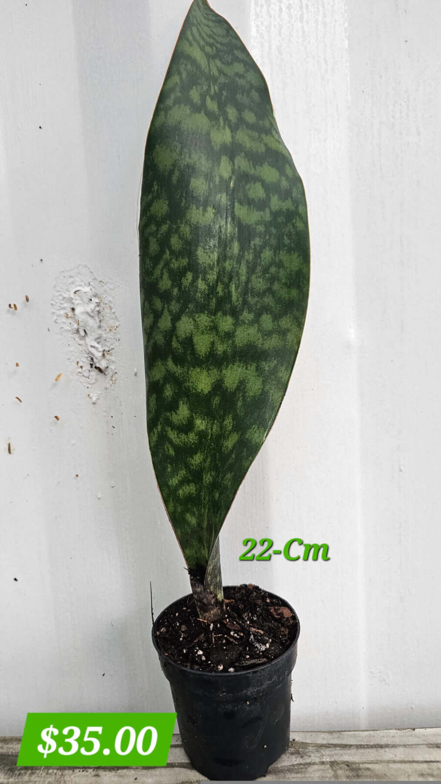 Sansevieria masoniana Whale Fin 4"