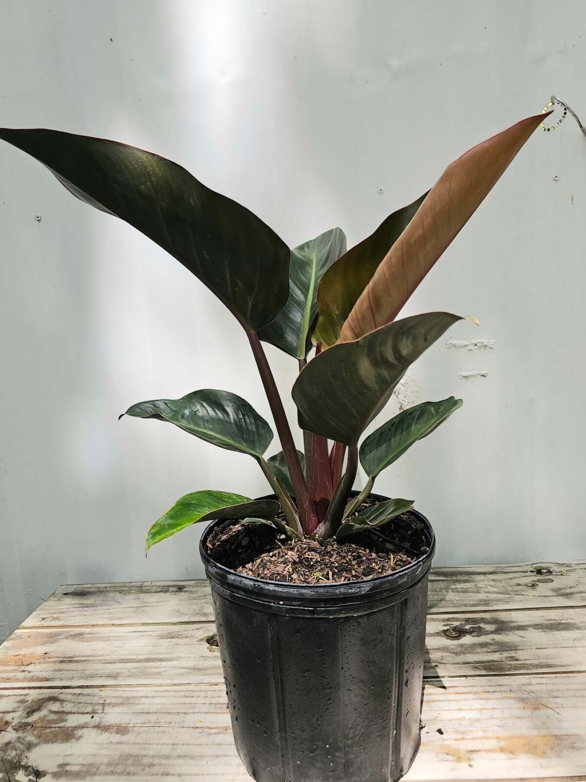Philodendron Red Congo 10"