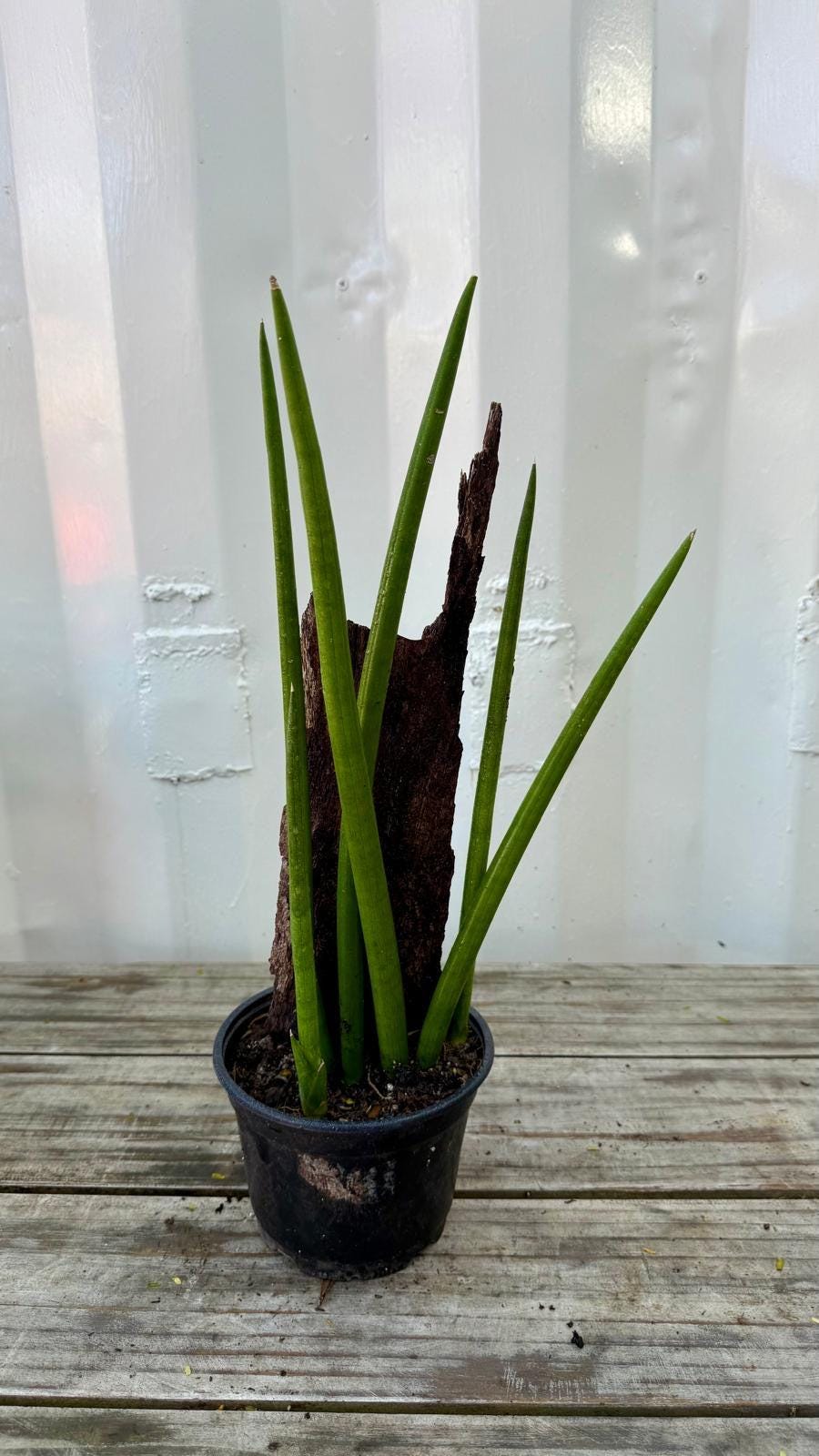 Sansevieria Cylindrica 6”| African Spear Plant | Cylindrical Snake Plant