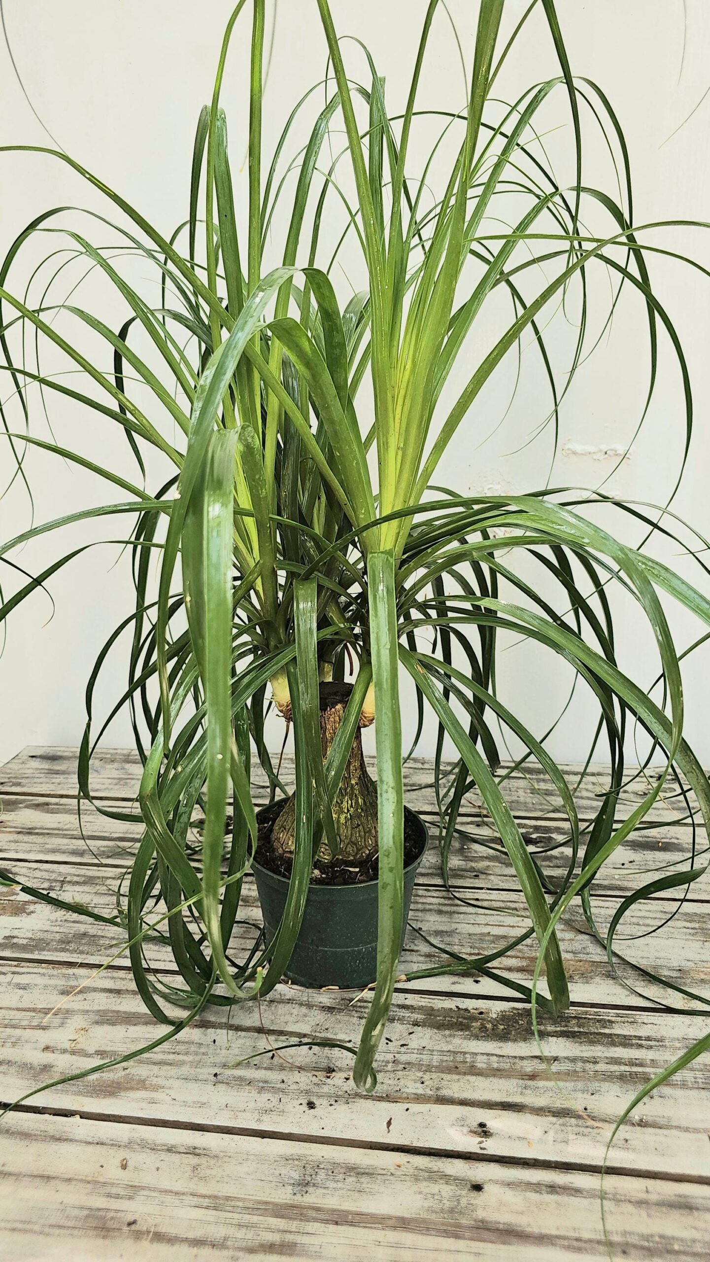 Ponytail Palm 6” Beaucarnea Recurvata | Low-Maintenance Sculptural Houseplant