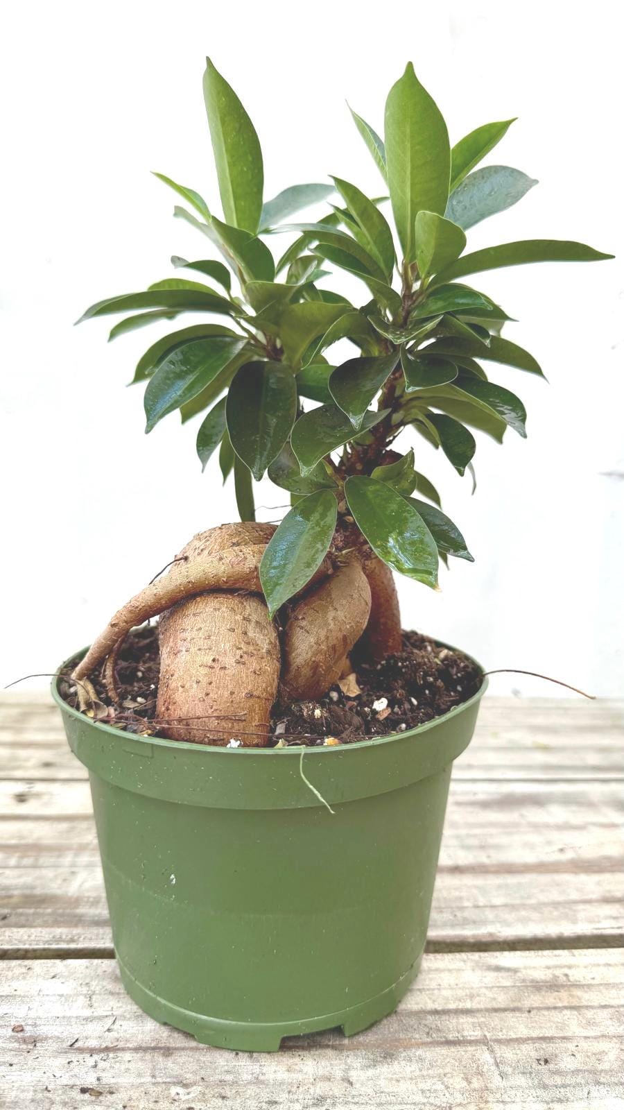Ficus Ginseng 6” | Bonsai Style Tree | Thick Roots & Glossy Leaves