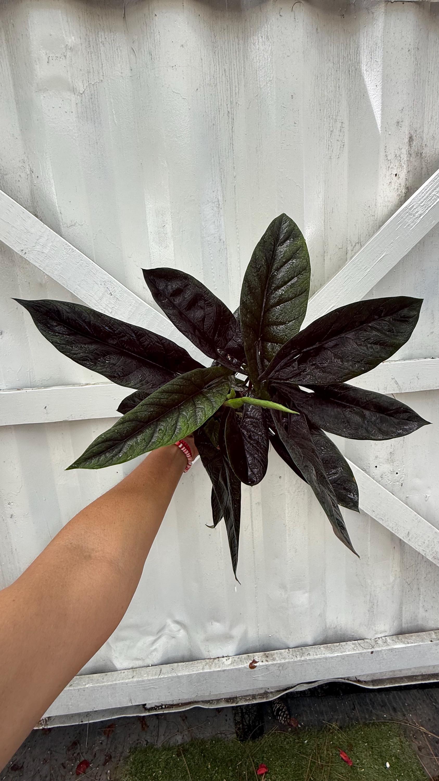 Alocasia Scalprum 6” | Rare Narrow-Leaf Jewel Alocasia | Textured Tropical Foliage