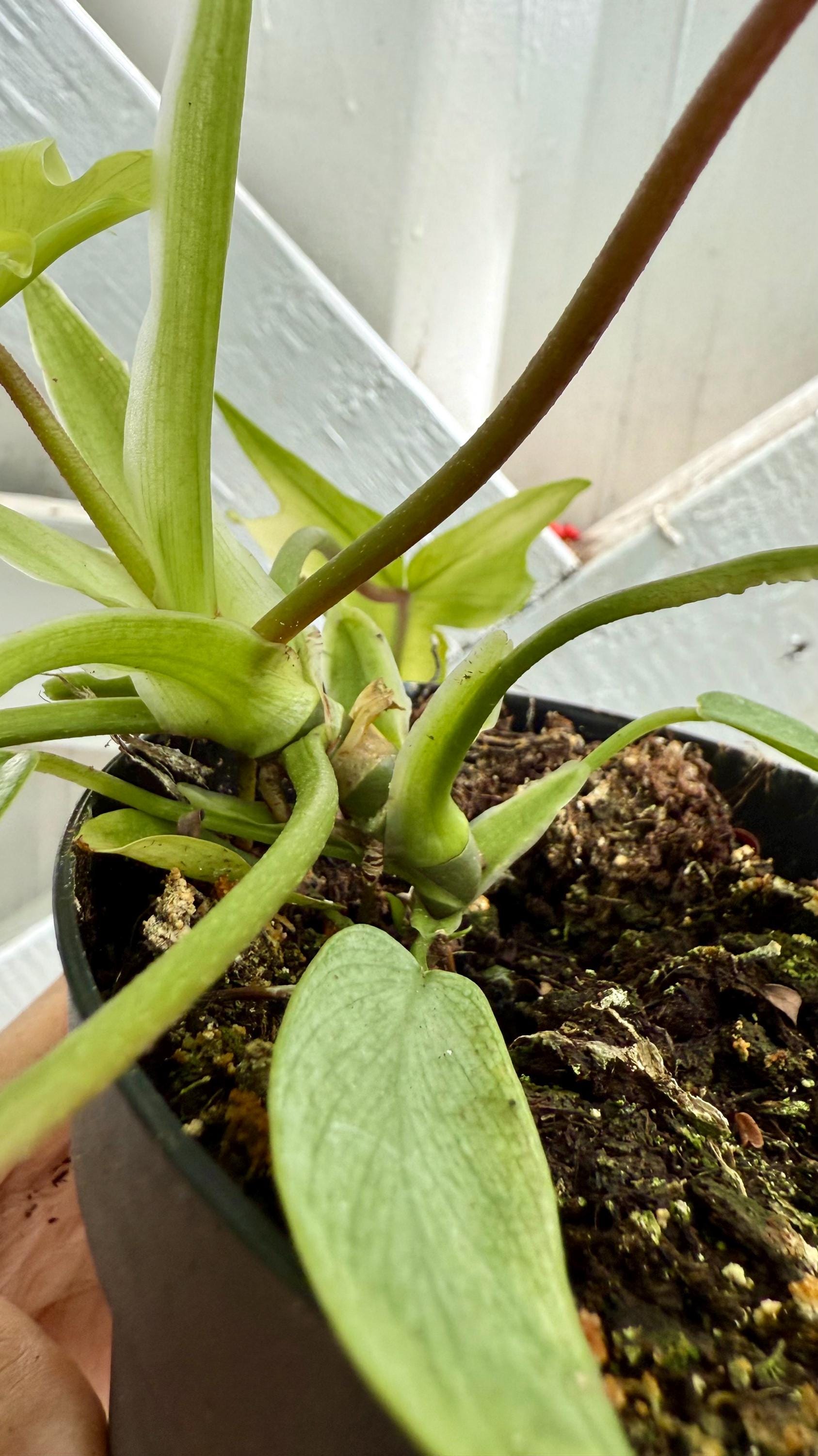 Philodendron Yellow Ghost | Rare Aroid | Bright Neon Foliage | 4” Pot