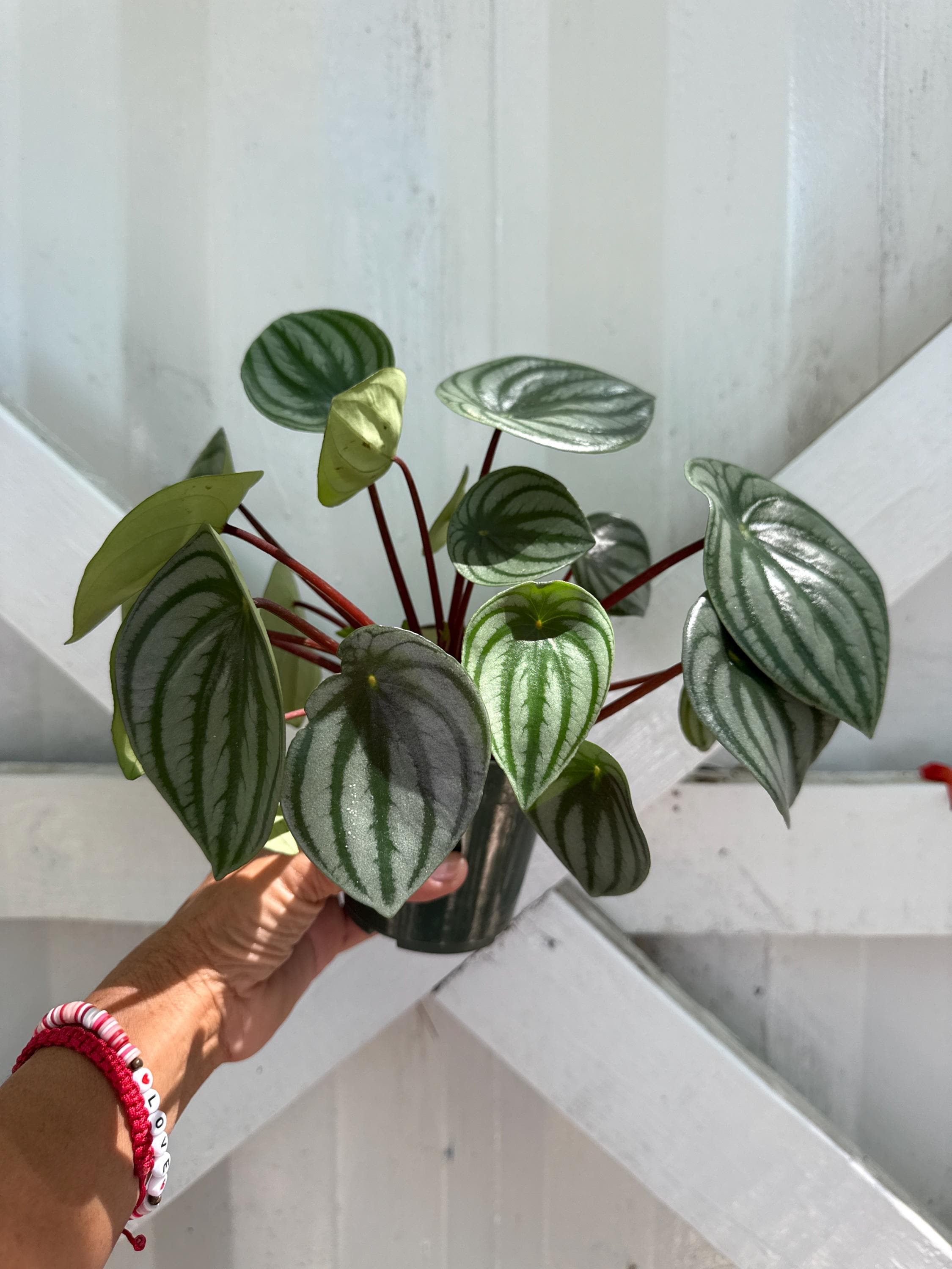Peperomia 4" Assorted